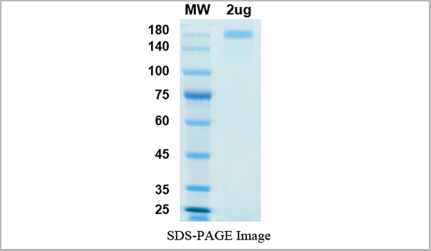 product-image-AAA18880_SDS_PAGE.jpg