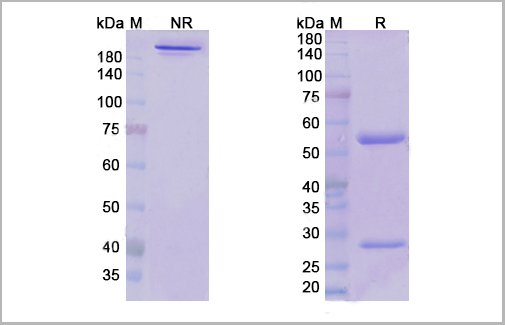 product-image-AAA18886_SDS_PAGE.jpg