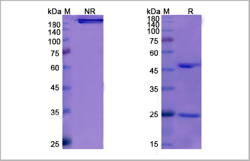 product-image-AAA18891_SDS_PAGE.jpg