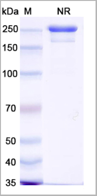 product-image-AAA18900_SDS_PAGE.jpg