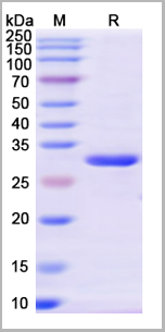 product-image-AAA18906_SDS_PAGE.png