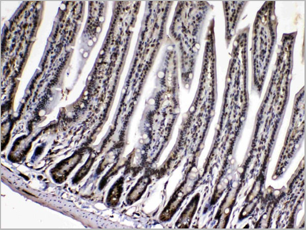 product-image-AAA19148_IHC2.jpg