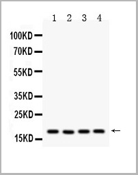 product-image-AAA19148_WB.jpg
