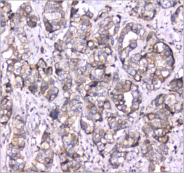 product-image-AAA19152_IHC3.jpg