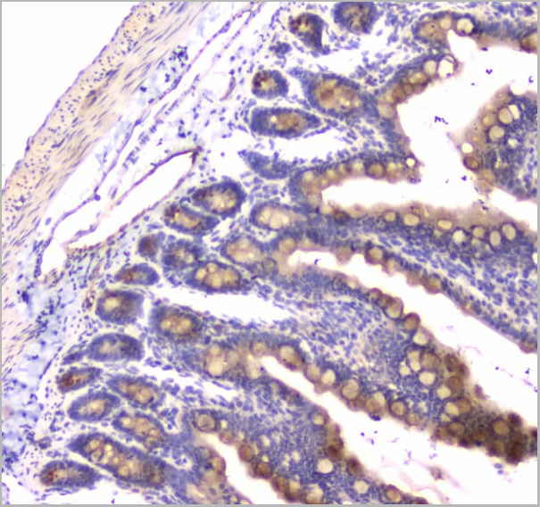 product-image-AAA19152_IHC4.jpg