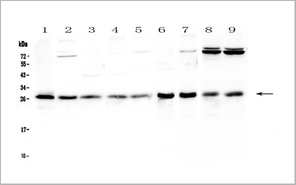 product-image-AAA19152_WB.jpg