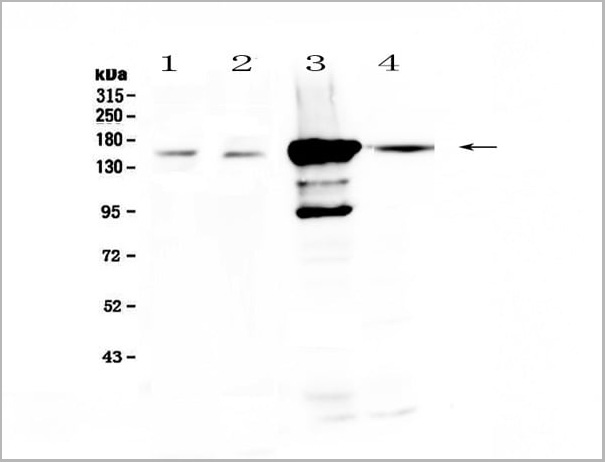product-image-AAA19153_WB.jpg