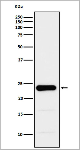 product-image-AAA19183_WB.jpg