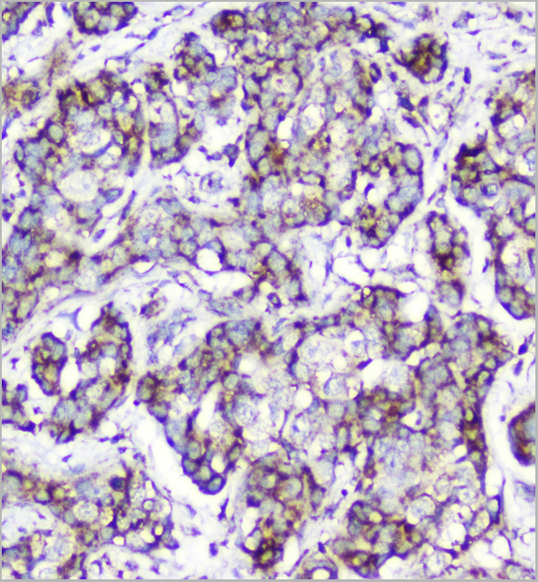 product-image-AAA19187_IHC6.jpg