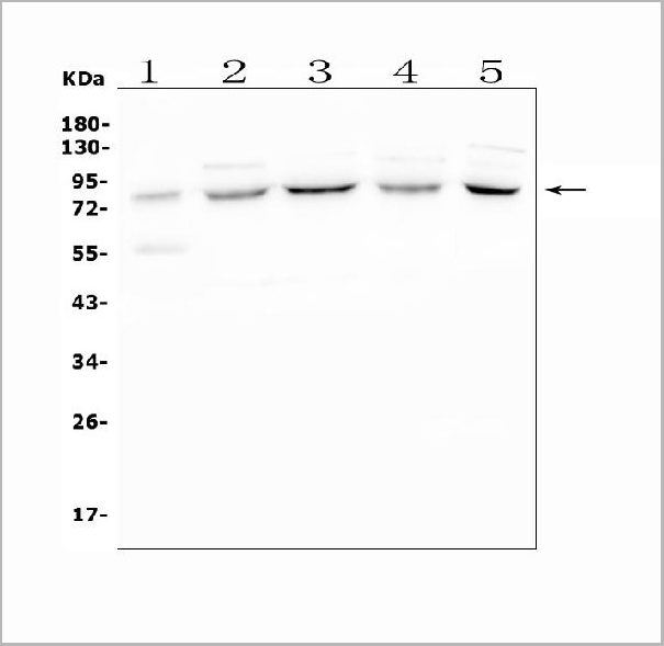 product-image-AAA19200_WB6.jpg
