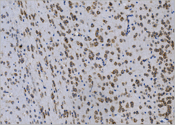 product-image-AAA19201_IHC5.jpg