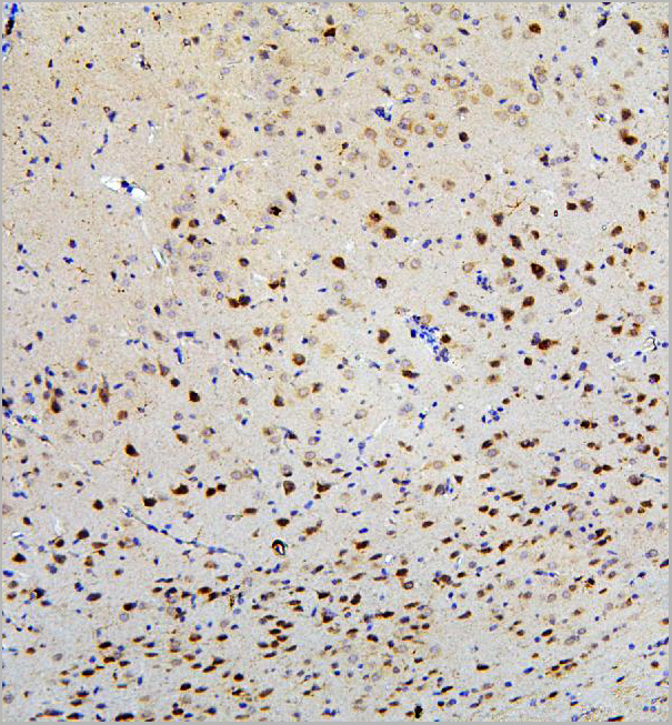product-image-AAA19206_IHC4.jpg