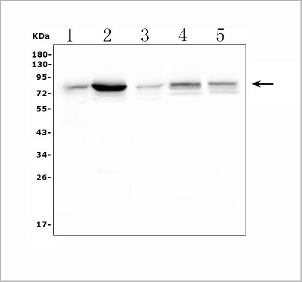 product-image-AAA19206_WB6.jpg