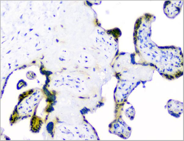 product-image-AAA19210_IHC4.jpg