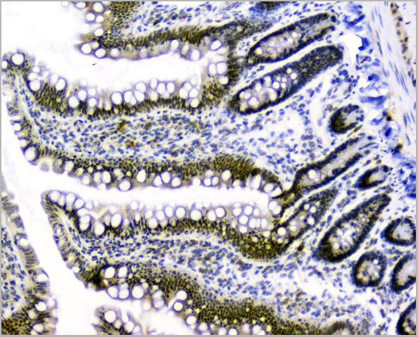 product-image-AAA19210_IHC6.jpg