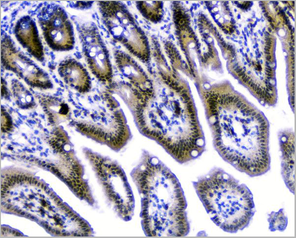 product-image-AAA19210_IHC8.jpg