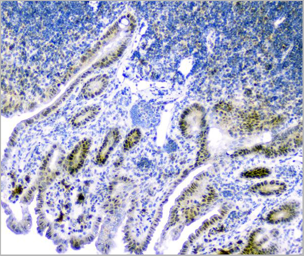 product-image-AAA19210_IHC9.jpg