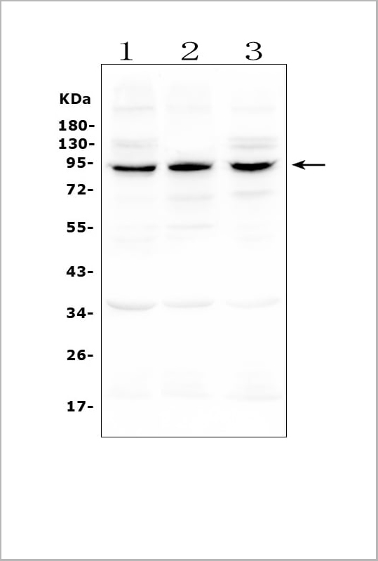 product-image-AAA19210_WB10.jpg