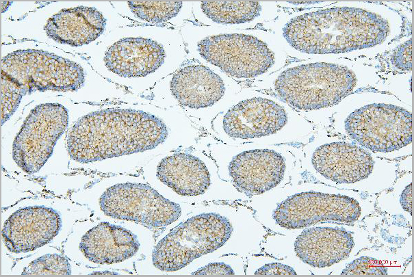 product-image-AAA19212_IHC7.jpg