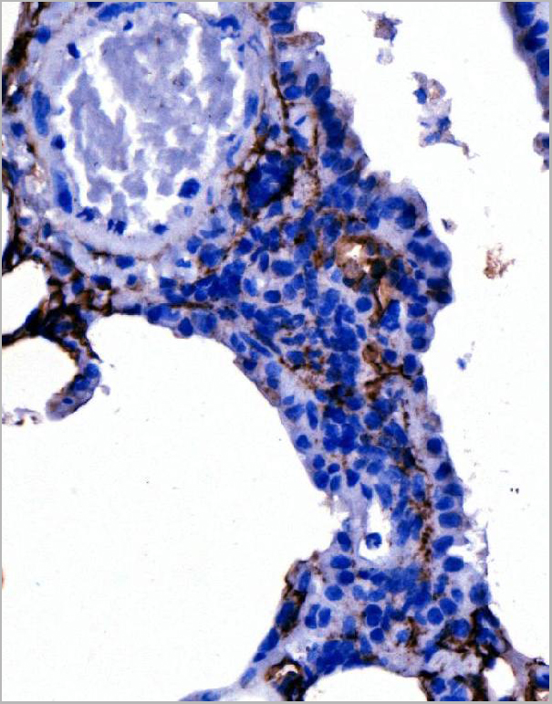 product-image-AAA19233_IHC2.jpg