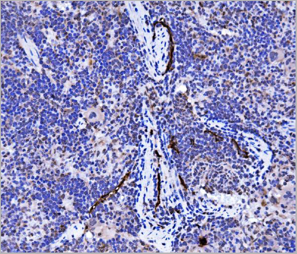 product-image-AAA19233_IHC3.jpg