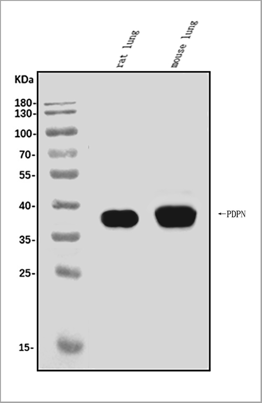 product-image-AAA19233_WB.jpg