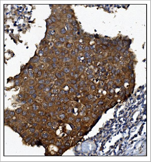 product-image-AAA19238_IHC2.jpg