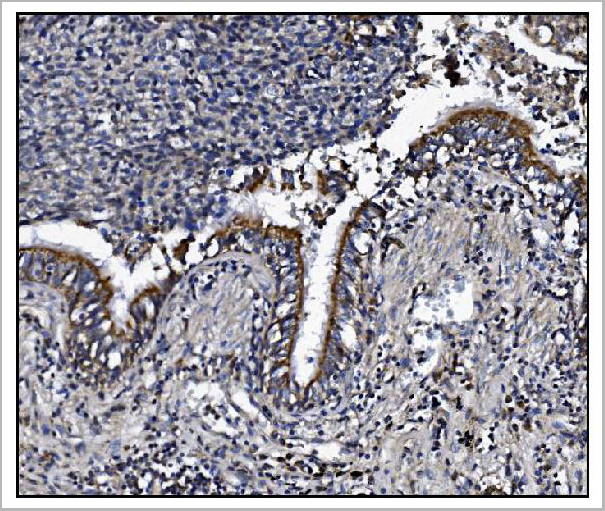 product-image-AAA19238_IHC3.jpg