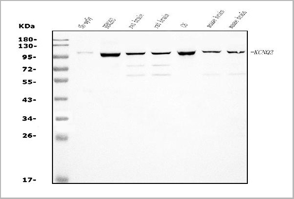 product-image-AAA19238_WB.jpg