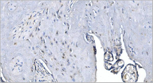product-image-AAA19247_IHC4.jpg