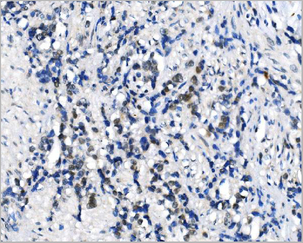 product-image-AAA19248_IHC2.jpg