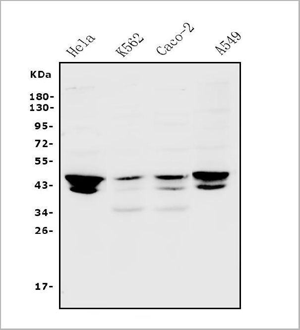 product-image-AAA19249_WB.jpg