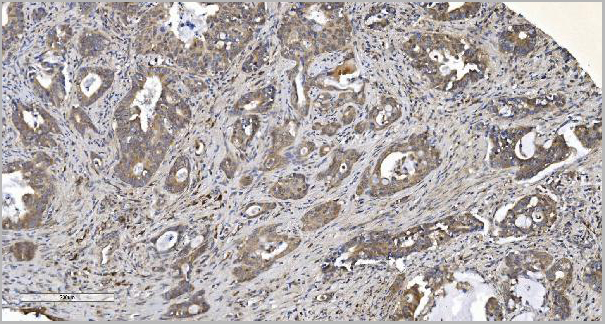 product-image-AAA19256_IHC5.jpg