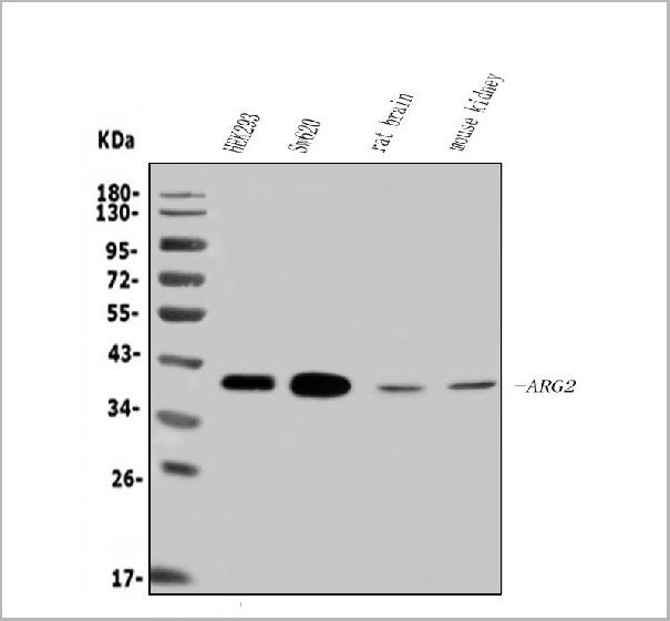 product-image-AAA19256_WB.jpg