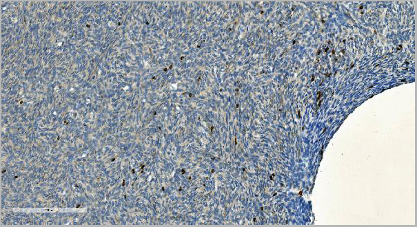 product-image-AAA19281_IHC6.jpg
