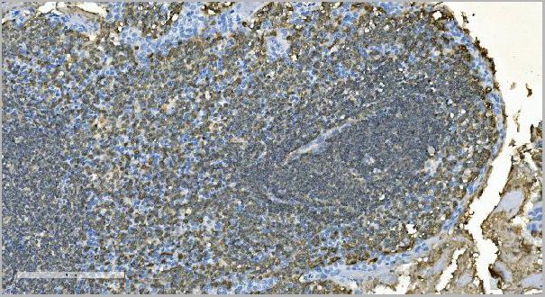 product-image-AAA19281_IHC7.jpg