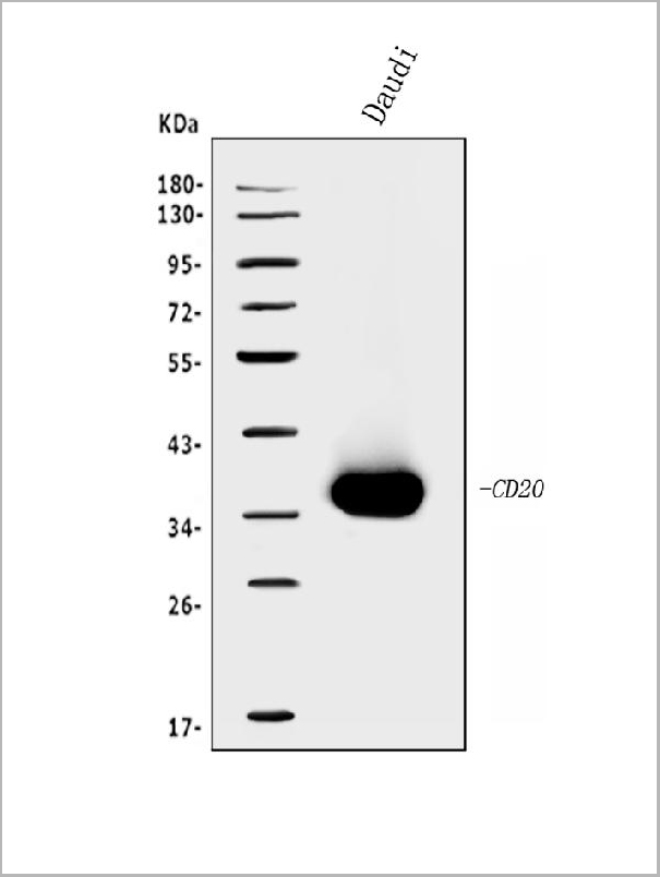 product-image-AAA19281_WB8.jpg