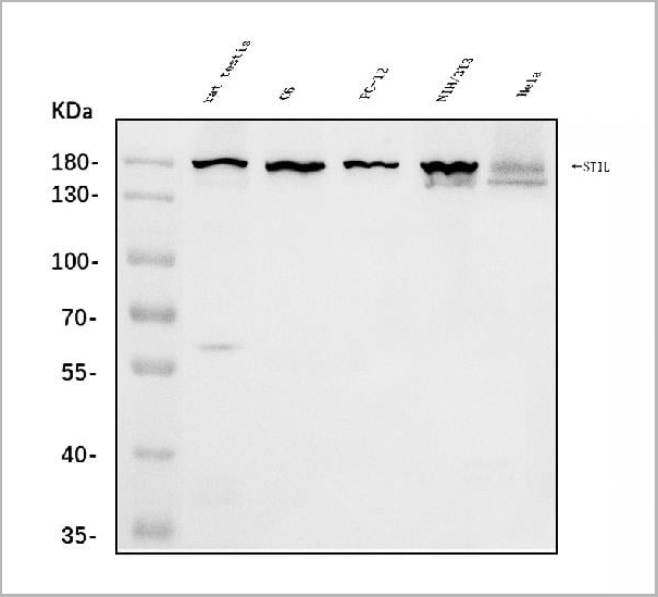 product-image-AAA19302_WB.jpg