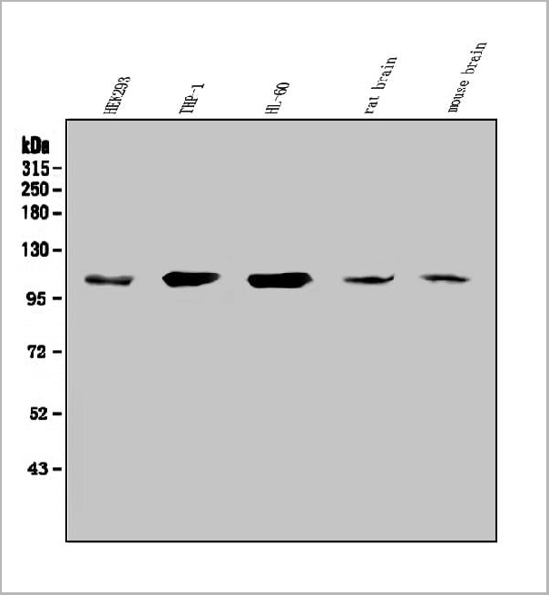 product-image-AAA19324_WB.jpg