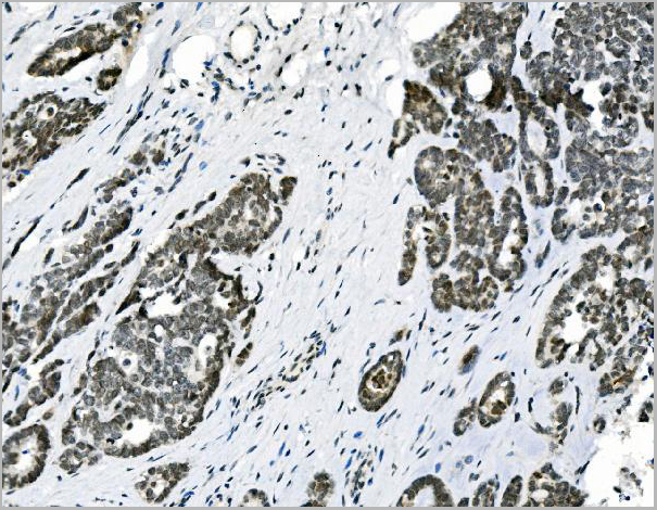 product-image-AAA19334_IHC3.jpg