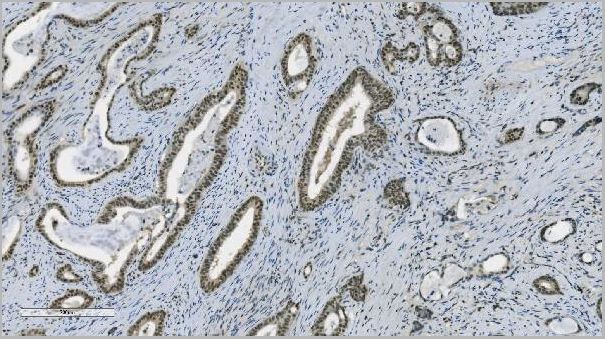 product-image-AAA19345_IHC5.jpg