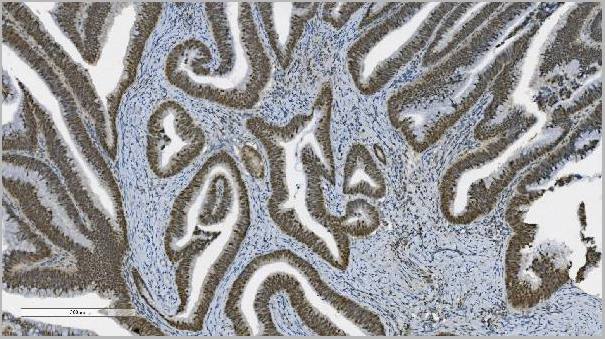 product-image-AAA19345_IHC8.jpg