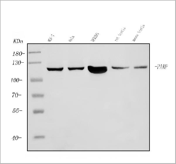 product-image-AAA19345_WB.jpg