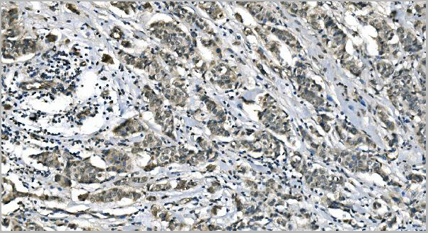 product-image-AAA19347_IHC2.jpg