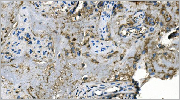 product-image-AAA19347_IHC4.jpg