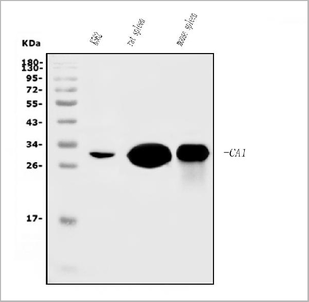 product-image-AAA19347_WB.jpg