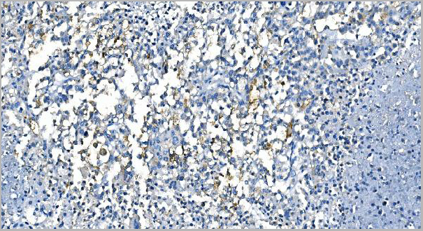 product-image-AAA19348_IHC6.jpg