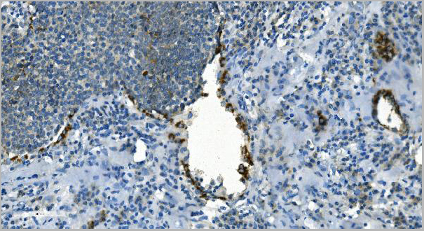 product-image-AAA19353_IHC2.jpg