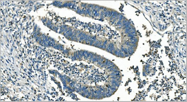 product-image-AAA19353_IHC4.jpg
