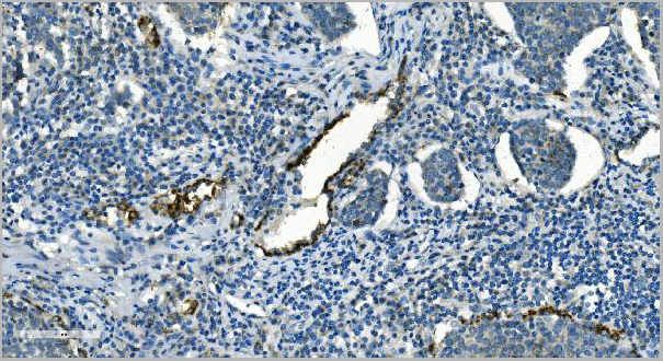 product-image-AAA19353_IHC5.jpg